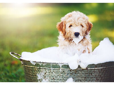 Dog Home Bathing Essentials